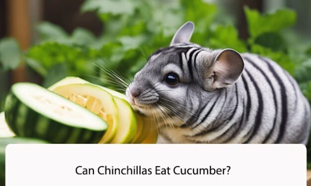 Can Chinchillas Eat Cucumber?