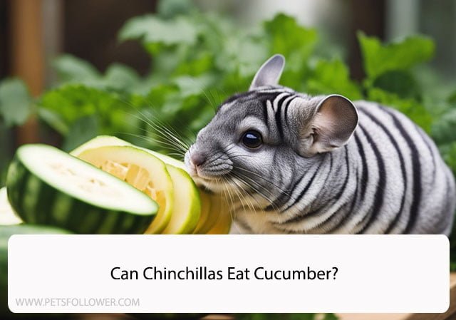 Can Chinchillas Eat Cucumber?