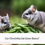 Can Chinchillas Eat Green Beans