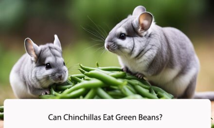 Can Chinchillas Eat Green Beans?