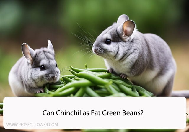 Can Chinchillas Eat Green Beans?