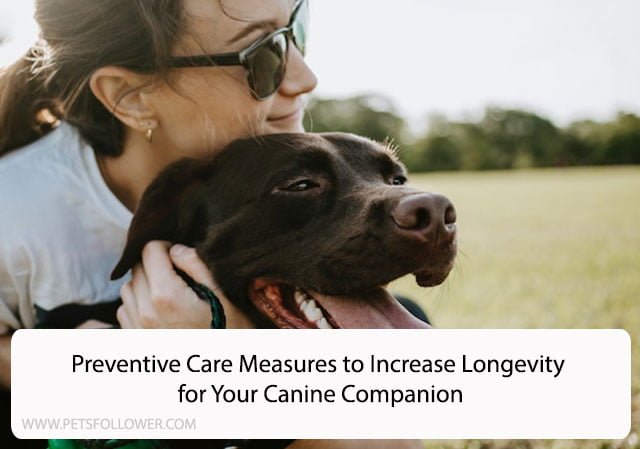 Preventive Care Measures to Increase Longevity for Your Canine Companion