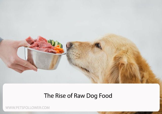 The Rise of Raw Dog Food