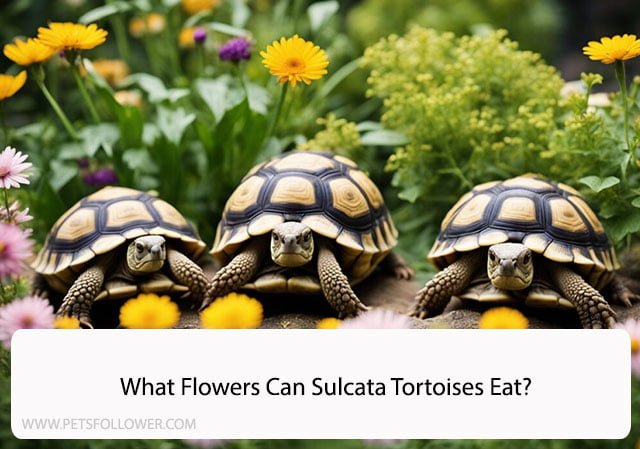 What Flowers Can Sulcata Tortoises Eat?