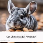 Can Chinchillas Eat Almonds