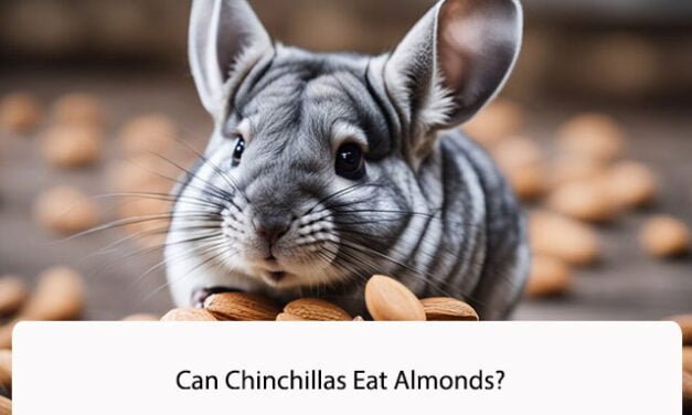 Can Chinchillas Eat Almonds?