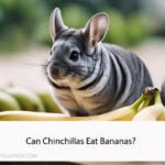 Can Chinchillas Eat Bananas
