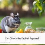 Can Chinchillas Eat Bell Peppers