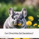 Can Chinchillas Eat Dandelions