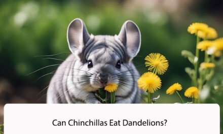 Can Chinchillas Eat Dandelions?