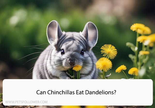 Can Chinchillas Eat Dandelions?