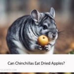 Can Chinchillas Eat Dried Apples