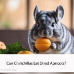 Can Chinchillas Eat Dried Apricots