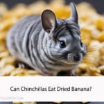 Can Chinchillas Eat Dried Banana