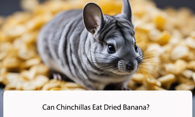 Can Chinchillas Eat Dried Banana?