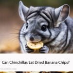 Can Chinchillas Eat Dried Banana Chips