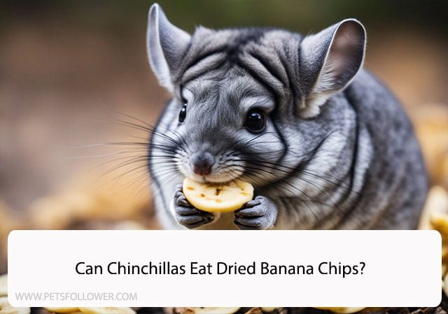 Can Chinchillas Eat Dried Banana Chips?