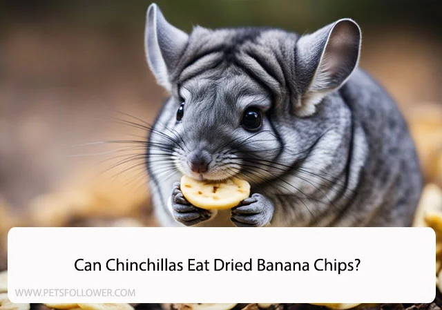 Can Chinchillas Eat Dried Banana Chips