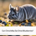 Can Chinchillas Eat Dried Blueberries