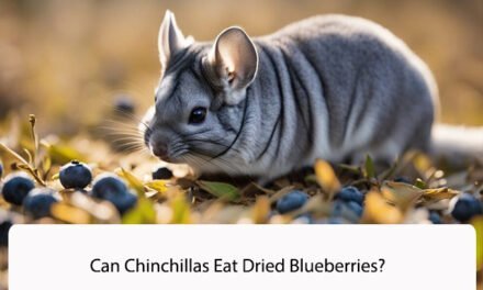 Can Chinchillas Eat Dried Blueberries?