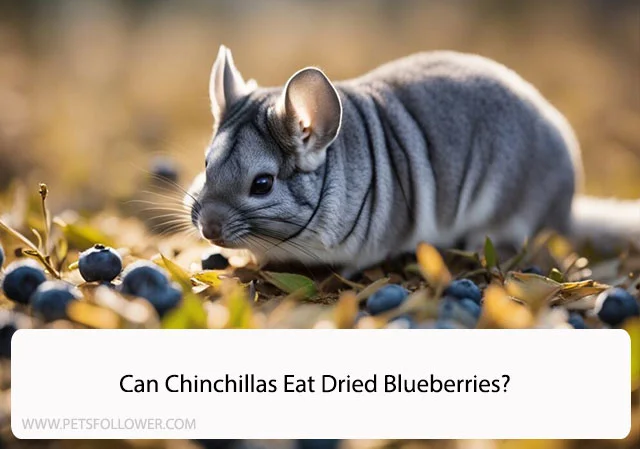 Can Chinchillas Eat Dried Blueberries