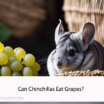 Can Chinchillas Eat Grapes