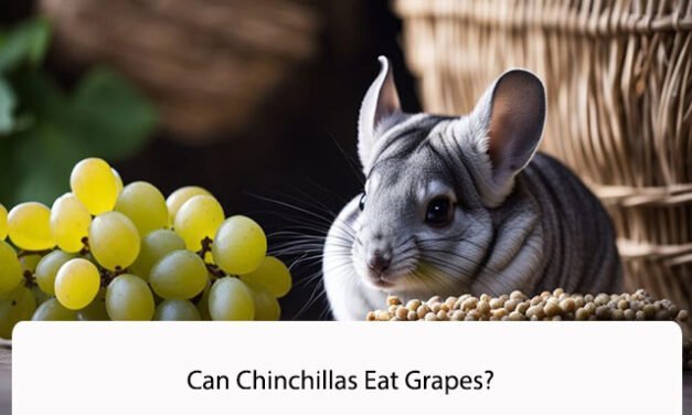 Can Chinchillas Eat Grapes?