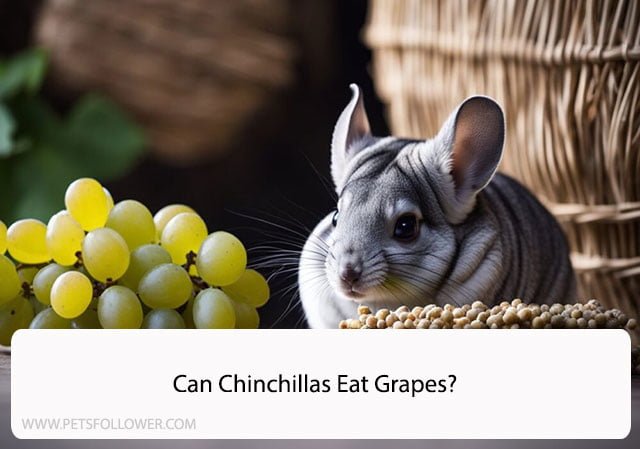 Can Chinchillas Eat Grapes?