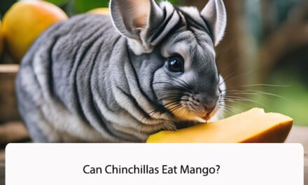 Can Chinchillas Eat Mango?