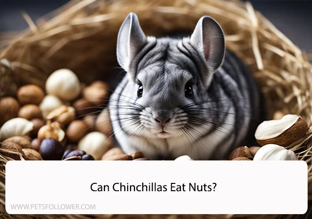 Can Chinchillas Eat Nuts?