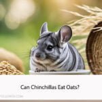 Can Chinchillas Eat Oats