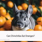 Can Chinchillas Eat Oranges