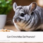 Can Chinchillas Eat Peanuts