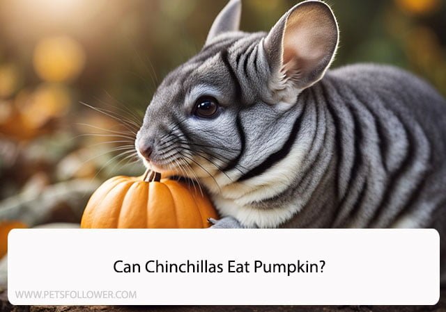 Can Chinchillas Eat Pumpkin?