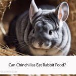Can Chinchillas Eat Rabbit Food