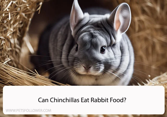 Can Chinchillas Eat Rabbit Food
