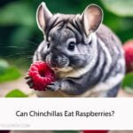 Can Chinchillas Eat Raspberries