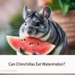 Can Chinchillas Eat Watermelon