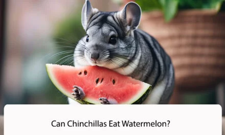 Can Chinchillas Eat Watermelon?