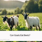 Can Goats Eat Beets