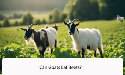 Can Goats Eat Beets? A Comprehensive Guide