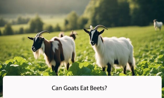 Can Goats Eat Beets? A Comprehensive Guide