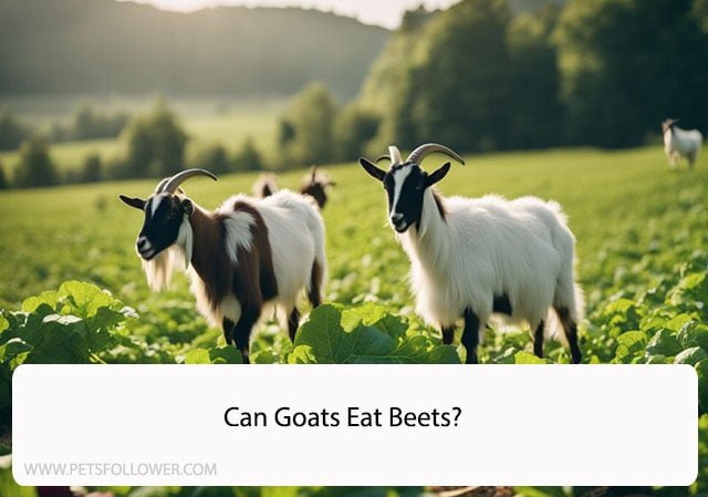 Can Goats Eat Beets? A Comprehensive Guide