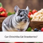 Can Chinchillas Eat Strawberries