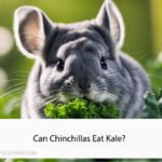 Can Chinchillas Eat Kale