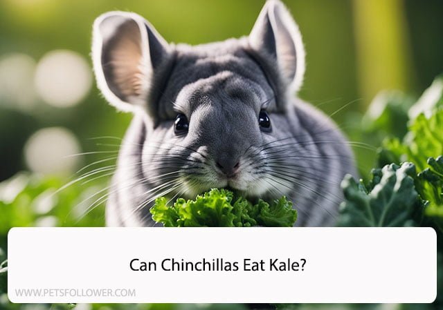 Can Chinchillas Eat Kale?