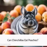 Can Chinchillas Eat Peaches