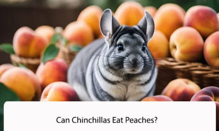 Can Chinchillas Eat Peaches?
