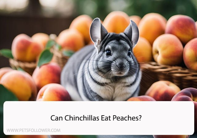 Can Chinchillas Eat Peaches?