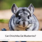 Can Chinchillas Eat Blueberries